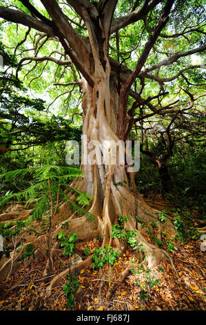 Arbre avec contrefort racines dans une forêt, Nouvelle Calédonie, l'Ile des Pins Banque D'Images