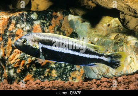 Golden mbuna, Auratus, cichlid cichlidé Malawi Melanochromis auratus (golden, Pseudotropheus auratus), homme Banque D'Images