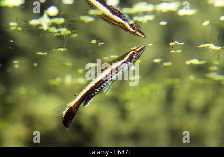 Trois-striped pencilfish, tube-mouthed pencilfish, Hochey stick pencilfish, à queue de poisson crayon, Diptail pencilfish (Nannostomus eques, Nannobrycon eques, Poecilobrycon auratus), à l'image miroir avec watersurface Banque D'Images