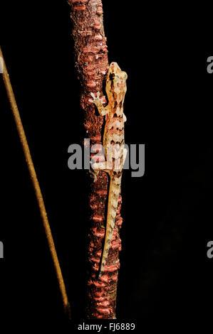 Bavayia sauvage, sauvage's New Caledonian Gecko (Bavayia sauvagii), à abranch, vue de dessus, la Nouvelle Calédonie, l'Ile des Pins Banque D'Images