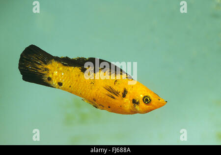 Molly sailfin géant, Sail-fin molly, Molly sailfin rouge, Poecilia velifera (Molly Yucatan, Mollienesia velifera), natation Banque D'Images