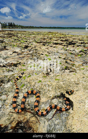 Jaune bagués-labiés krait, mer jaune bagués-labiés serpent de mer, le serpent de mer (Laticauda colubrina), serpent de mer au seascape, Nouvelle Calédonie, l'Ile des Pins Banque D'Images