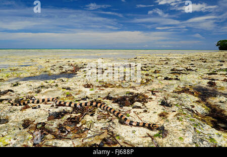 Jaune bagués-labiés krait, mer jaune bagués-labiés serpent de mer, le serpent de mer (Laticauda colubrina), serpent de mer au seascape, Nouvelle Calédonie, l'Ile des Pins Banque D'Images