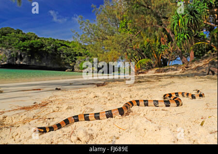 Jaune bagués-labiés krait, mer jaune bagués-labiés serpent de mer, le serpent de mer (Laticauda colubrina), serpent de mer sur la plage d'╬le des Pins, Nouvelle Calédonie, l'Ile des Pins Banque D'Images