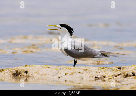 Une plus grande sterne huppée (Thalasseus bergii, Sterna bergii), appelant une plus grande sterne huppée sur la plage, Nouvelle Calédonie, l'Ile des Pins Banque D'Images