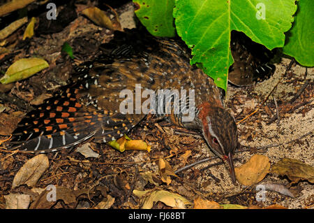 Buff-banded rail (Gallirallus philippensis), allongé sur le sol dans une posture de défense, Nouvelle-Calédonie, l'Ile des Pins Banque D'Images