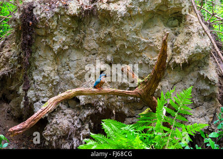 River Kingfisher (Alcedo atthis), en face de la grotte de reproduction dans les racines d'un arbre tombé, Allemagne, Rhénanie du Nord-Westphalie Banque D'Images