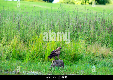 L'aigle pomarin (Aquila pomarina), à la recherche de nourriture dans les zones humides, l'Allemagne, Mecklembourg-Poméranie-Occidentale Banque D'Images
