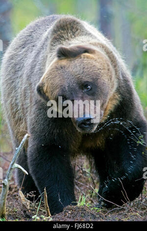 L'ours brun (Ursus arctos arctos), secouant, la Finlande, la région de Kajaani, Kuhmo Kuikka Banque D'Images