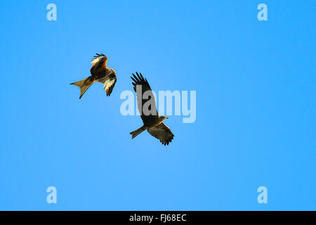 Le milan royal (Milvus milvus), red kite avec milan noir en vol , Allemagne, Brandebourg, Biosphaerenreservat Schorfheide Chorin Banque D'Images