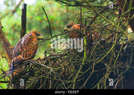 Le milan royal (Milvus milvus), deux jeunes oiseaux à l'eyry sur un arbre, en Allemagne, en Rhénanie du Nord-Westphalie Banque D'Images