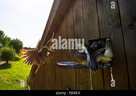 Kestrel Kestrel eurasien, l'Ancien Monde, faucon crécerelle, faucon crécerelle (Falco tinnunculus), kestrel landing avec une souris pour nourrir les jeunes oiseaux dans un lit bébé pigeon, Allemagne, Rhénanie du Nord-Westphalie Banque D'Images