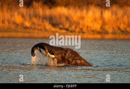 L'éléphant africain (Loxodonta africana), baignade, Afrique du Sud, Province du Nord Ouest, le Parc National de Pilanesberg Banque D'Images