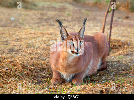 Le caracal (Felis caracal Caracal), allongé sur le sol, Vorderansicht, Afrique du Sud Banque D'Images