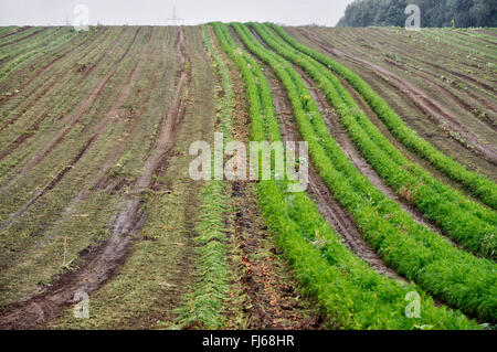 Carotte (Daucus carota subsp. sativus, Daucus carota var. sativus), champ de carottes récoltées, en Allemagne, en Rhénanie du Nord-Westphalie, Ruhr, Dortmund Banque D'Images