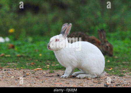 Lapin de garenne (Oryctolagus cuniculus), albino, Allemagne Banque D'Images