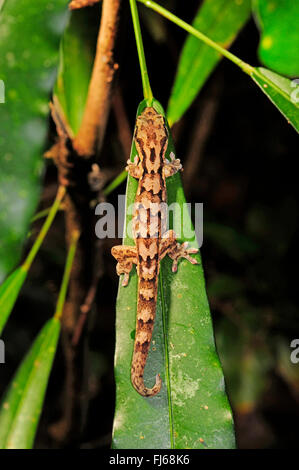 Bavayia sauvage, sauvage's New Caledonian Gecko (Bavayia sauvagii), sur une feuille dans la forêt tropicale, vue de dessus, la Nouvelle Calédonie, l'Ile des Pins Banque D'Images