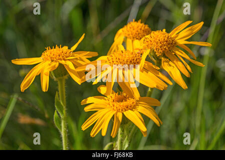 European Arnica (Arnica montana), la floraison, l'Autriche, le Tyrol Banque D'Images