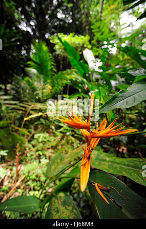 Heliconia heliconia (spec.), heliconia en fleurs dans la forêt tropicale, Nouvelle Calédonie, l'Ile des Pins Banque D'Images