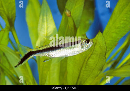 Penguinfish, Blackline Blackline Thayeria, Hockey-stick tetra, Penguin, Pingouin poisson tetra (Thayeria boehlkei), natation Banque D'Images
