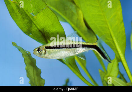 Penguinfish, Blackline Blackline Thayeria, Hockey-stick tetra, Penguin, Pingouin poisson tetra (Thayeria boehlkei), natation Banque D'Images