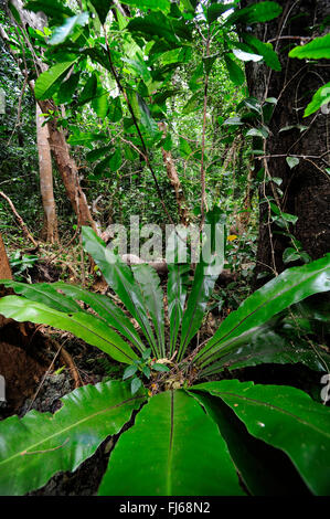 Fern dans rainforest, Nouvelle-Calédonie, l'Ile des Pins Banque D'Images