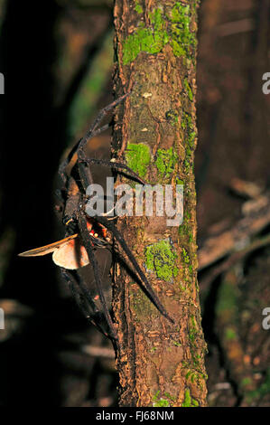 Araignée crabe géant, Huntsman spider (Heteropodidae), à un tronc d'arbre avec une proie, en Nouvelle Calédonie, l'Ile des Pins Banque D'Images