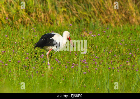 Cigogne Blanche (Ciconia ciconia), avec prise d'un campagnol des prés de fleurs, l'Allemagne, la Bavière Banque D'Images