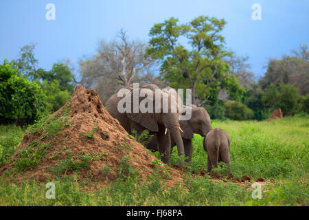L'éléphant africain (Loxodonta africana), vache éléphant avec deux jeunes animaux à une termitière hill, Afrique du Sud Banque D'Images