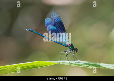 Blackwings bagués, bagués agrion, bagués (Calopteryx splendens, demoiselle Agrion splendens), homme sur ses perspectives, l'Allemagne, la Bavière Banque D'Images