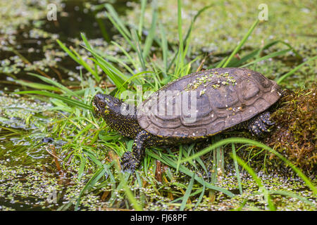 Étang d'Europe, tortue tortue de l'étang d'Europe, Emys orbicularis (tortue), un bain de soleil sur un lac, Allemagne Banque D'Images