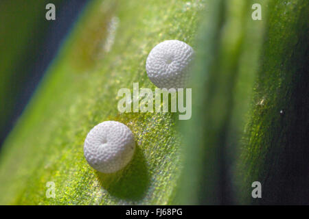 Alcon Alcon, bleu Grand Bleu (Phengaris alcon), œufs sur gentiane des marais, de l'Allemagne, la Bavière Banque D'Images