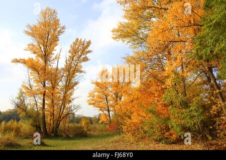 Le tremble, le peuplier (Populus), spéc. foodplain forêt en automne au bord du Rhin, l'Allemagne, Bade-Wurtemberg, Mannheim Banque D'Images