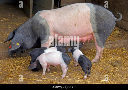 Porc domestique (Sus scrofa domestica), f. cochonnet de porcs et porcelets, Allemagne Banque D'Images