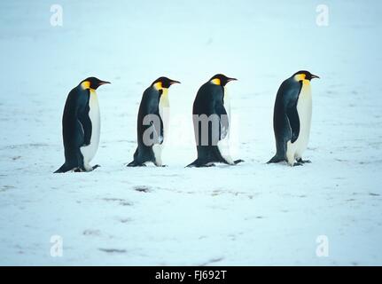 Manchot Empereur (Aptenodytes forsteri), marcher dans la neige l'un derrière l'autre , l'Antarctique Banque D'Images