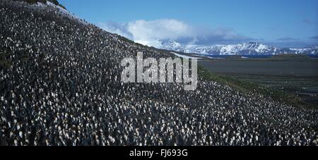 Manchot royal (Aptenodytes patagonicus), colonie de reproduction, l'Antarctique, Suedgeorgien Banque D'Images