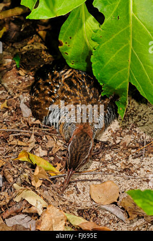 Buff-banded rail (Gallirallus philippensis), allongé sur le sol dans une posture de défense, Nouvelle-Calédonie, l'Ile des Pins Banque D'Images