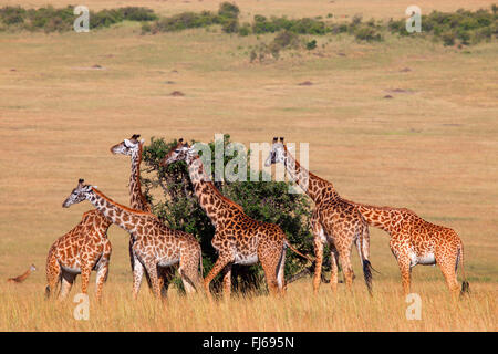 Les Masais Girafe (Giraffa camelopardalis tippelskirchi), troupeau rss feuilles d'un arbre, Kenya, Masai Mara National Park Banque D'Images