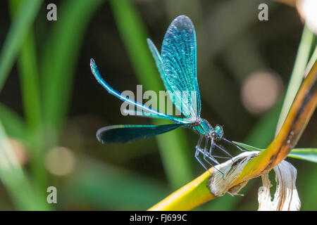 Blackwings bagués, bagués agrion, bagués (Calopteryx splendens, demoiselle Agrion splendens), homme à la sculpture son territoire, l'Allemagne, la Bavière Banque D'Images