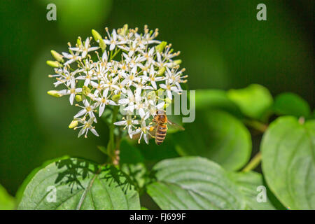 Dogberry, cornouiller (Cornus sanguinea), fleur ombelle mit honey bee, Allemagne, Bavière, Oberbayern, Haute-Bavière Banque D'Images