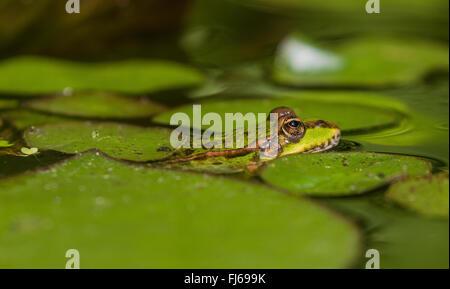 Grenouille comestible européen commun, edible frog (Rana kl. esculenta, Rana esculenta, Pelophylax esculentus), camouflé entre les nénuphars, Allemagne, Bavière, Isental Banque D'Images