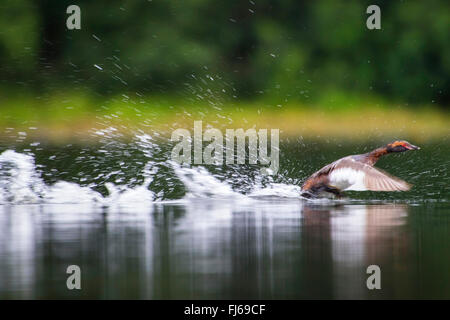 Quantite grebe (Podiceps auritus), décollant d'un lac, la Norvège, la Norvège Banque D'Images