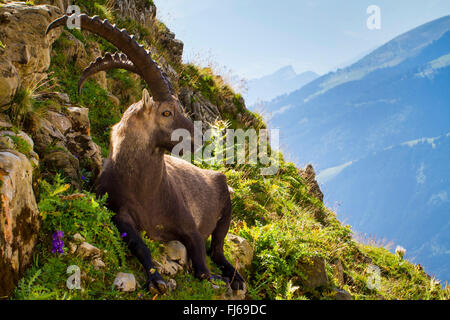 Bouquetin des Alpes (Capra ibex, Capra ibex ibex), repose sur une pente, la Suisse, l'Alpstein, Saentis Banque D'Images