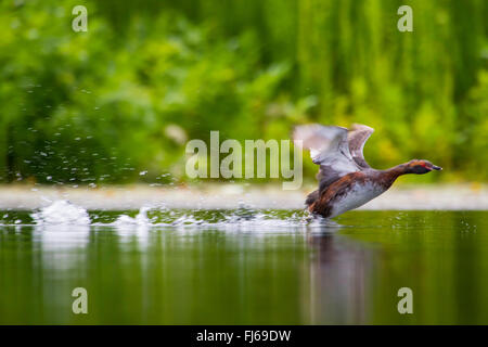 Quantite grebe (Podiceps auritus), décollant d'un lac, la Norvège, la Norvège Banque D'Images