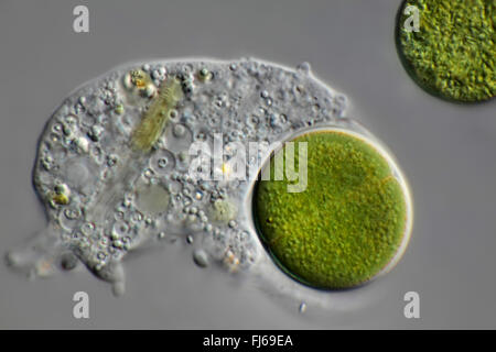 Algue bleu-vert (Chroococcus spec.), l'algue bleu-vert et l'amibe Banque D'Images