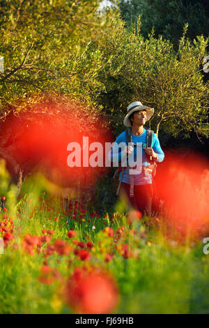 Pavot coquelicot, Commun, Rouge Coquelicot (Papaver rhoeas), female hiker au bord d'une prairie en fleurs de pavot Parc Luberon, Provence, France Banque D'Images