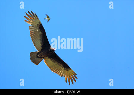 Urubu à tête rouge (Cathartes aura), en vol, USA, Floride, Kissimmee Banque D'Images