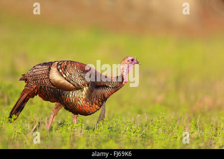 La Turquie commun (Meleagris gallopavo), homme marche dans un pré, USA, Floride, Kissimmee Banque D'Images