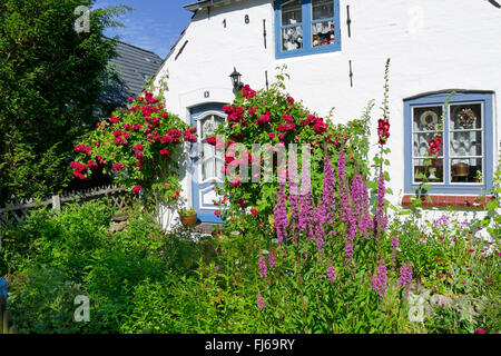 La salicaire, spiked salicaire (Lythrum salicaria), fleurs de couleurs roses et mauves avec frontyard, Luehr loosestrifes Haus, Allemagne, Schleswig-Holstein, dans le Nord de la Frise, Tating Banque D'Images