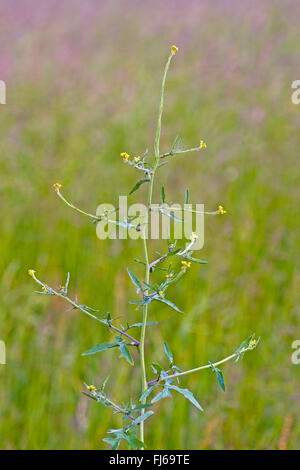 Moutarde de couverture commune, pubescentes-pod moutarde de couverture (Sisymbrium officinale), la floraison, Allemagne Banque D'Images